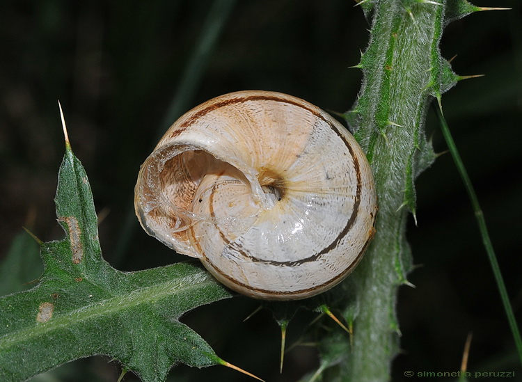 Gasteropoda dell''Impruneta: Eobania vermiculata